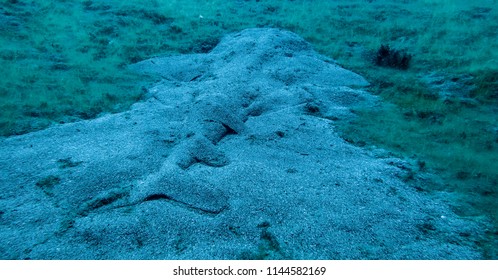 Angel Shark Cover Sand. Squatina Squatina
