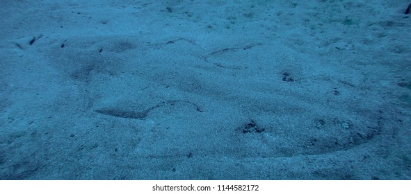 Angel Shark Cover Sand. Squatina Squatina