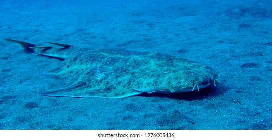 Angel Shark Over The Sand. Squatina Squatina