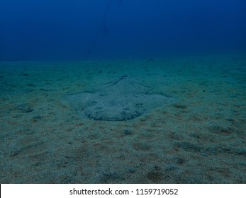 Angel Shark In The Sand