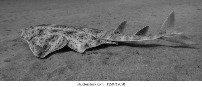 Angel Shark In The Sand