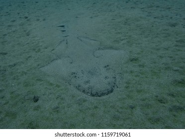 Angel Shark In The Sand