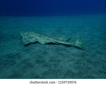 Angel Shark In The Sand