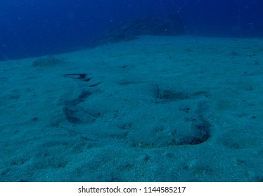 Angel Shark With Sand. Squatina Squatina