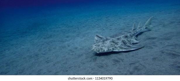 Angel Shark Squatina Squatina