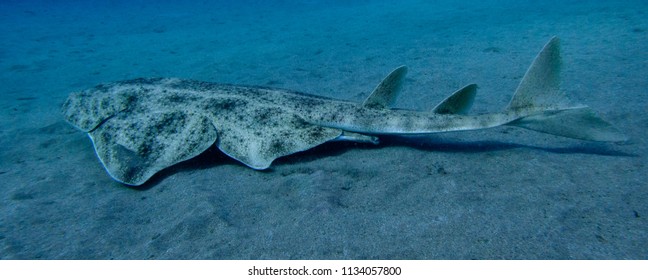 Angel Shark Squatina Squatina