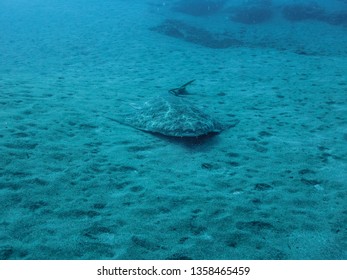 Angel Shark Squatina Squatina Over The Sand