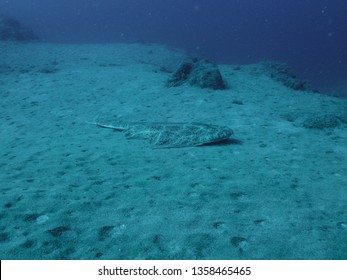 Angel Shark Squatina Squatina Over The Sand