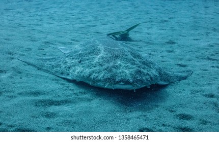 Angel Shark Squatina Squatina Over The Sand