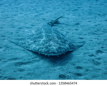 Angel Shark Squatina Squatina Over The Sand