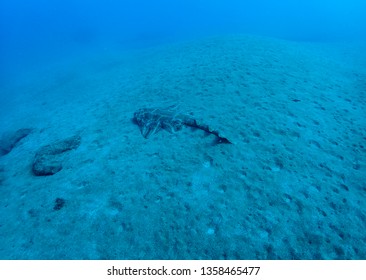 Angel Shark Squatina Squatina Over The Sand