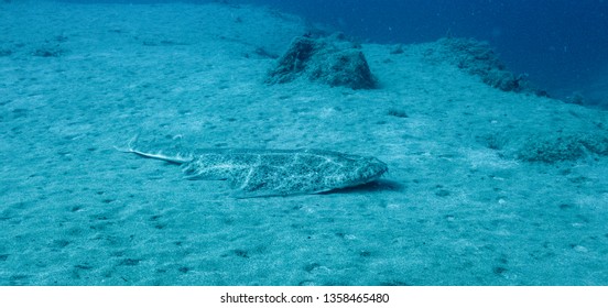 Angel Shark Squatina Squatina Over The Sand