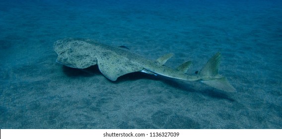 Angel Shark Wallpaper. Squatina Squatina