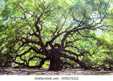 Angel  Tree- Live Oak - South Carolina