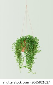 Angel Vine Indoor Hanging Plant