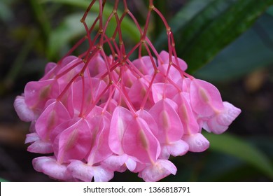 Angel Wing Begonia