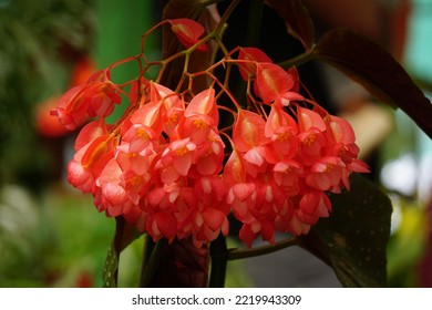 Angel Wing Begonia Plant In The Garden