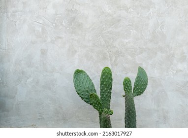 Angel Wing Cactus, Angel Wing Cactus On Loft Wall Background, Green Cactus On Free Space Wall Background, Ornamental Plant.