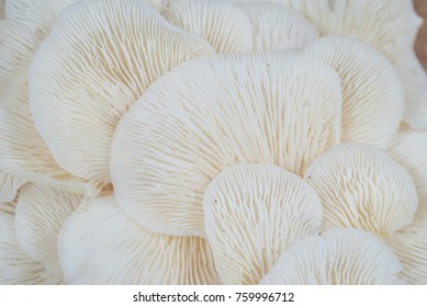 Angel Wing Mushrooms