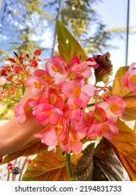 An Angel Wing Pink Begonia Flowers