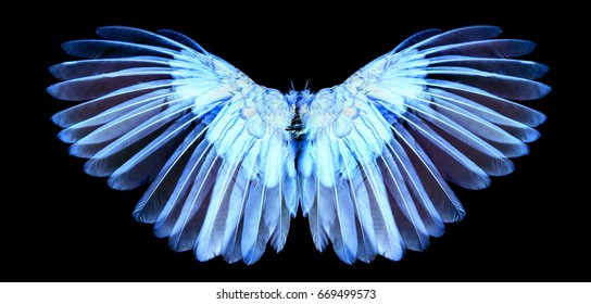 Angel wings