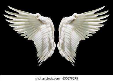Angel wings, Internal white wing plumage with clipping part