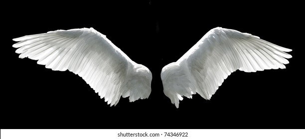 Angel wings isolated on the black background.