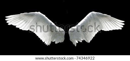 Angel wings isolated on the black background.
