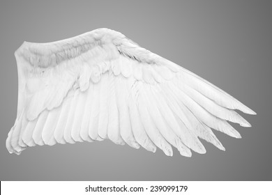 Angel wings isolated on gray background.