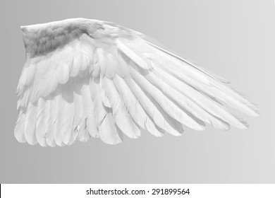 Angel wings isolated on gray background.