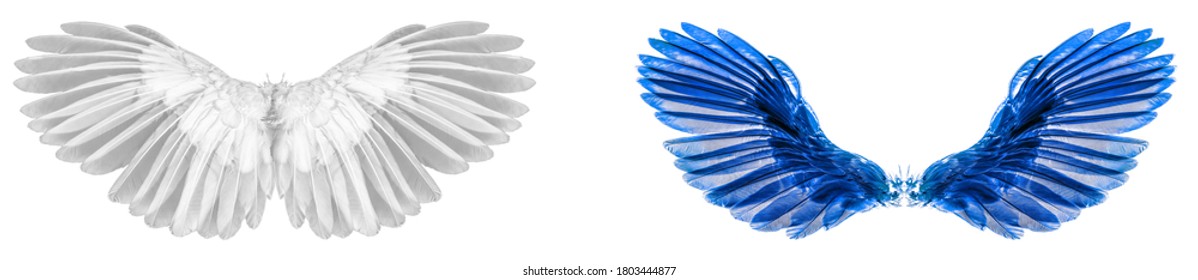 Angel wings isolated on white background
