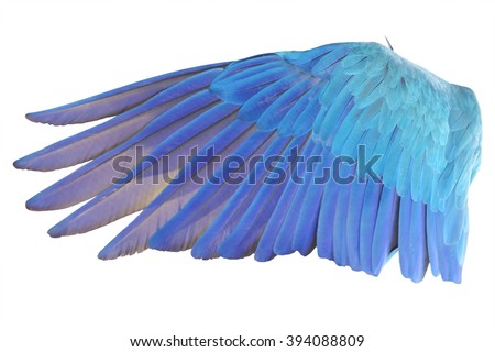 Angel wings isolated on white background. This has clipping path.