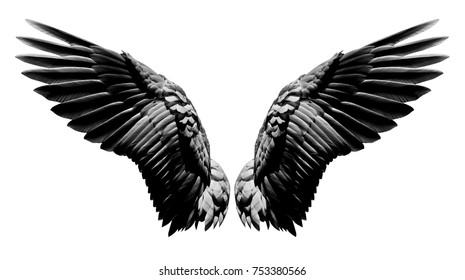 Angel wings, Natural black wing plumage isolated on white background with clipping part