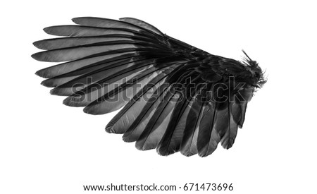 Angel wings, Natural black wing plumage with clipping part
