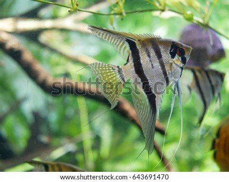 Angelfish