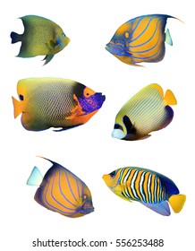 Angelfish of Indian and Pacific Oceans. Tropical fish collection. Koran, Ringed, Blue-cheeked, Emperor and Regal Angelfish. Reef fish isolated on white background.
