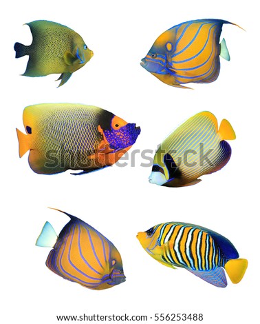 Angelfish of Indian and Pacific Oceans. Tropical fish collection. Koran, Ringed, Blue-cheeked, Emperor and Regal Angelfish. Reef fish isolated on white background.