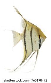 Angelfish Isolated White Background