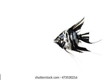 Angelfish On White Isolated Background