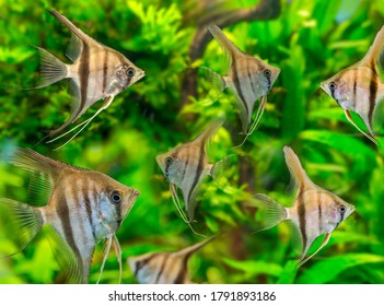 350 Zebra Angel Fish Images, Stock Photos & Vectors | Shutterstock