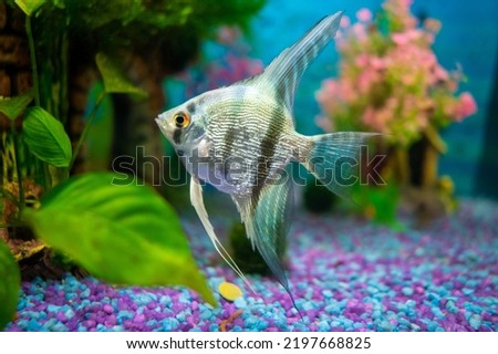 Angelfish, scalar blue fish in a home aquarium close-up