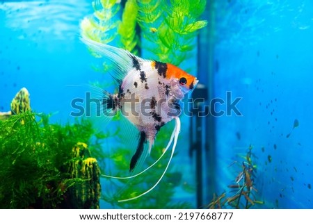 Angelfish, scalar fish in a home aquarium close-up
