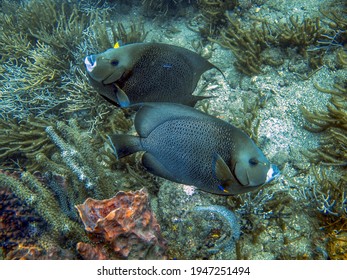 Angelfish In Tayrona National Natural Park