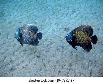 Angelfish In Tayrona National Natural Park