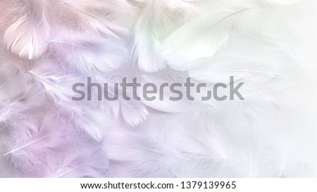 Angelic Pastel tinted White feather background - small fluffy white feathers randomly scattered forming a background fading into white on right side
