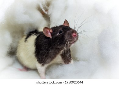 Hood Rat Images, Stock Photos & Vectors | Shutterstock