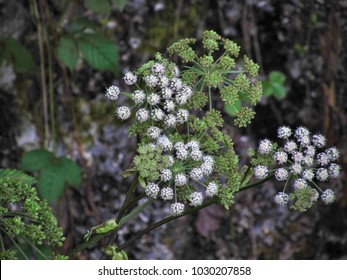 The Angelica Archangelica