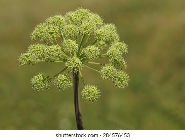 Angelica Archangelica