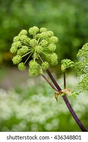  Angelica Archangelica