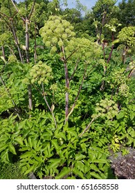 Angelica; Archangelica